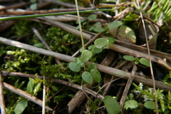 Peronospora agrestis