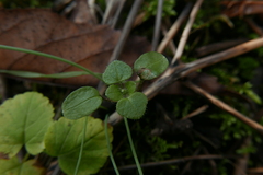 Veronica hederifolia-sublobata-triloba