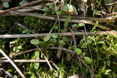 Veronica hederifolia-sublobata-triloba