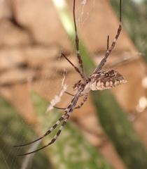 Argiope sector