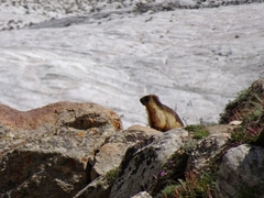 Marmota