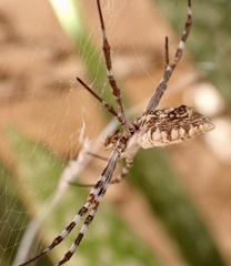 Argiope sector