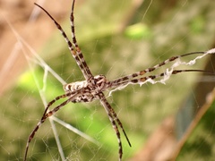 Argiope sector