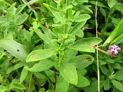Nidorella