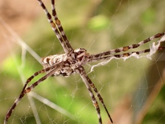 Argiope sector