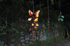 Thunbergia mysorensis