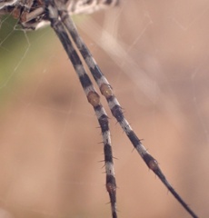 Argiope sector