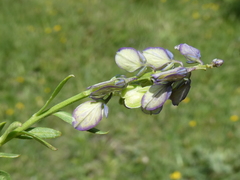 Polygala vulgaris