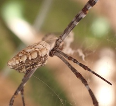 Argiope sector