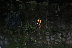Thunbergia mysorensis