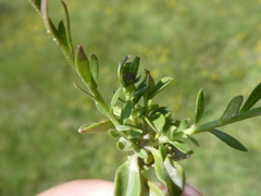 Polygala vulgaris