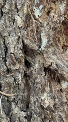 Acalymma trivittatum