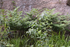 Osmunda japonica