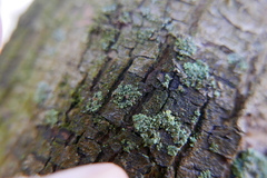 Phaeophyscia orbicularis