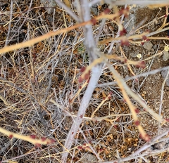 Sarcomphalus obtusifolius