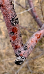 Sarcomphalus obtusifolius