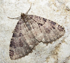 Triphosa dubitata