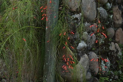 Russelia equisetiformis