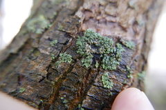 Lichenochora obscuroides