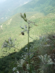 Silene italica