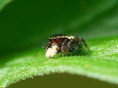 Carrhotus sannio