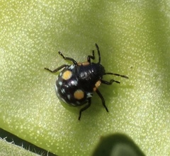 Chinavia acuta