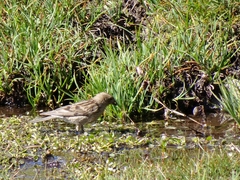 Leucosticte