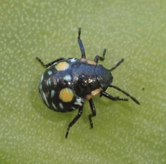 Chinavia acuta