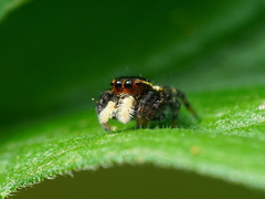 Carrhotus sannio