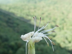 Silene italica