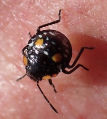 Chinavia acuta
