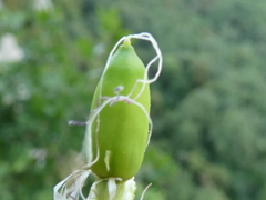 Silene italica