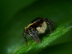 Carrhotus sannio