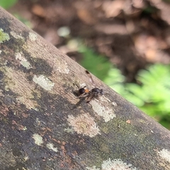 Ropalidia sumatrae