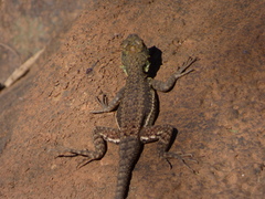Tropidurus