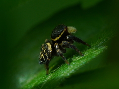 Carrhotus sannio
