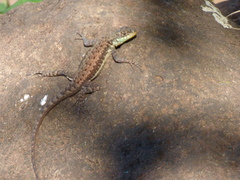 Tropidurus