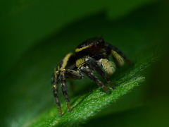 Carrhotus sannio