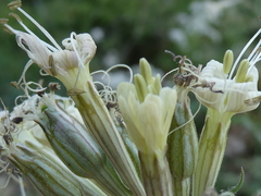Silene italica