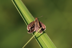 Taractrocera maevius