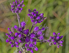 Carphephorus carnosus