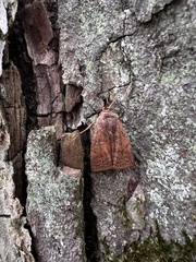 Eupsilia tristigmata