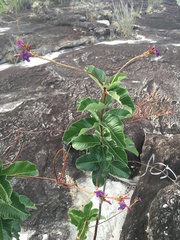 Mandevilla