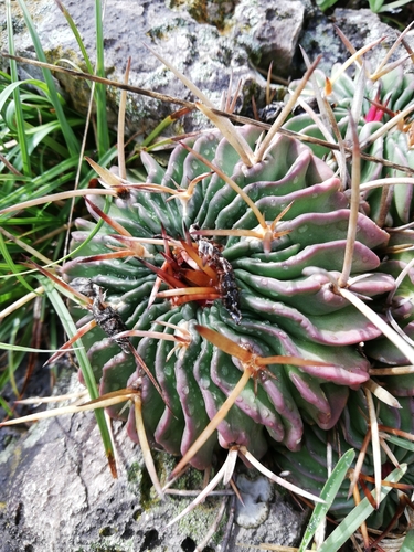 Stenocactus obvallatus