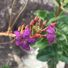 Mandevilla