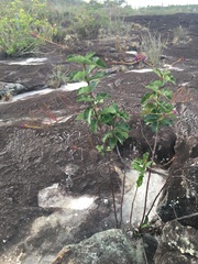 Mandevilla
