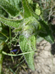 Stachys heraclea