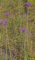 Carphephorus carnosus