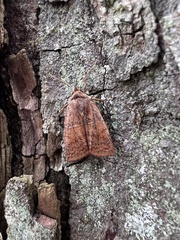 Eupsilia tristigmata