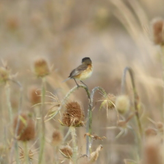 Polystictus pectoralis